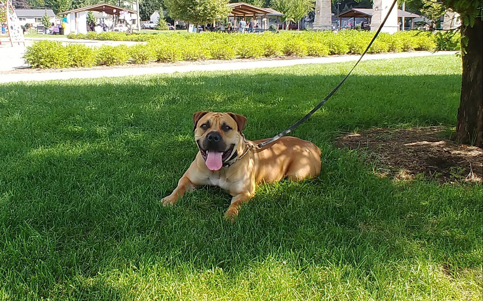 A newly trained brown dog is laying in the grass on a leash