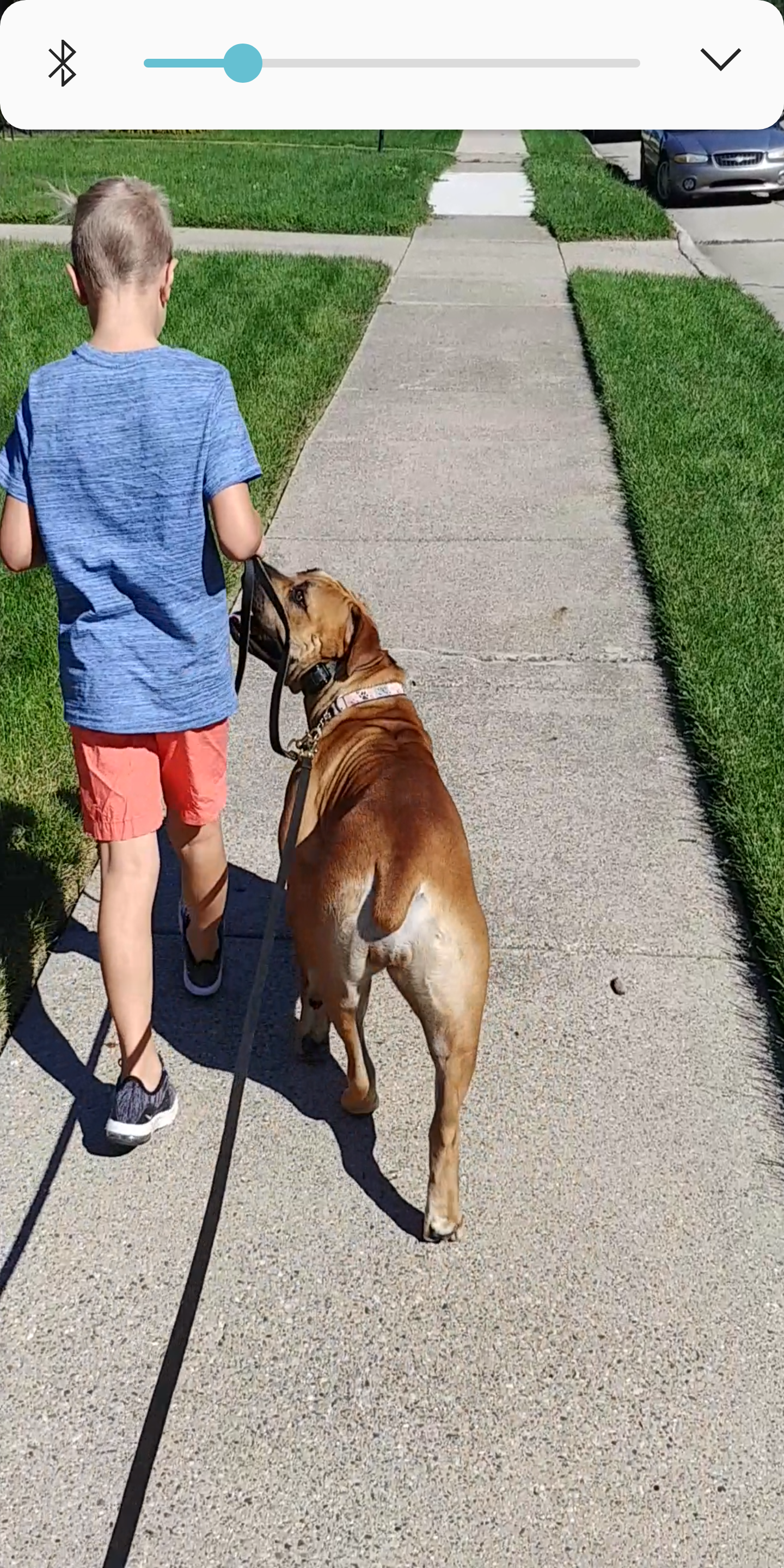 A boy is walking a well trained dog on a leash down a sidewalk.