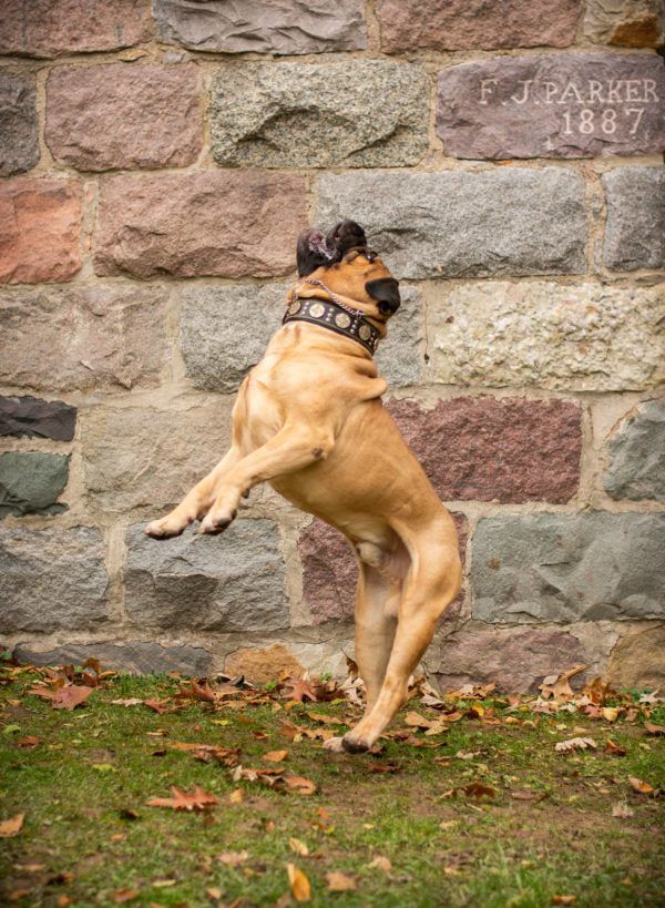 A dog is standing on its hind legs in front of a stone wall.