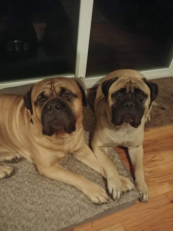 Two dogs are laying next to each other on a rug in front of a window.