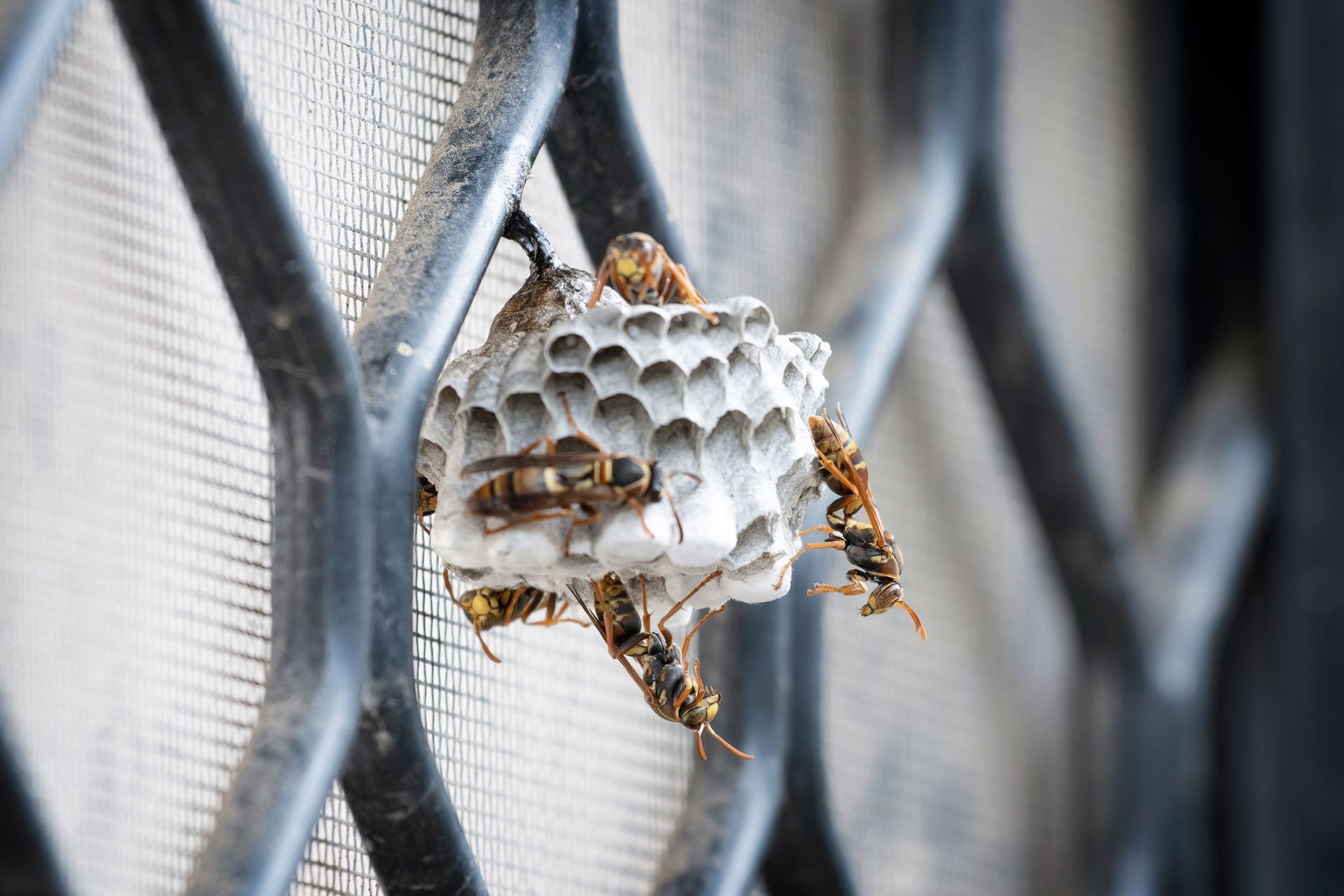 A close up of a wasp nest on a metal fence.