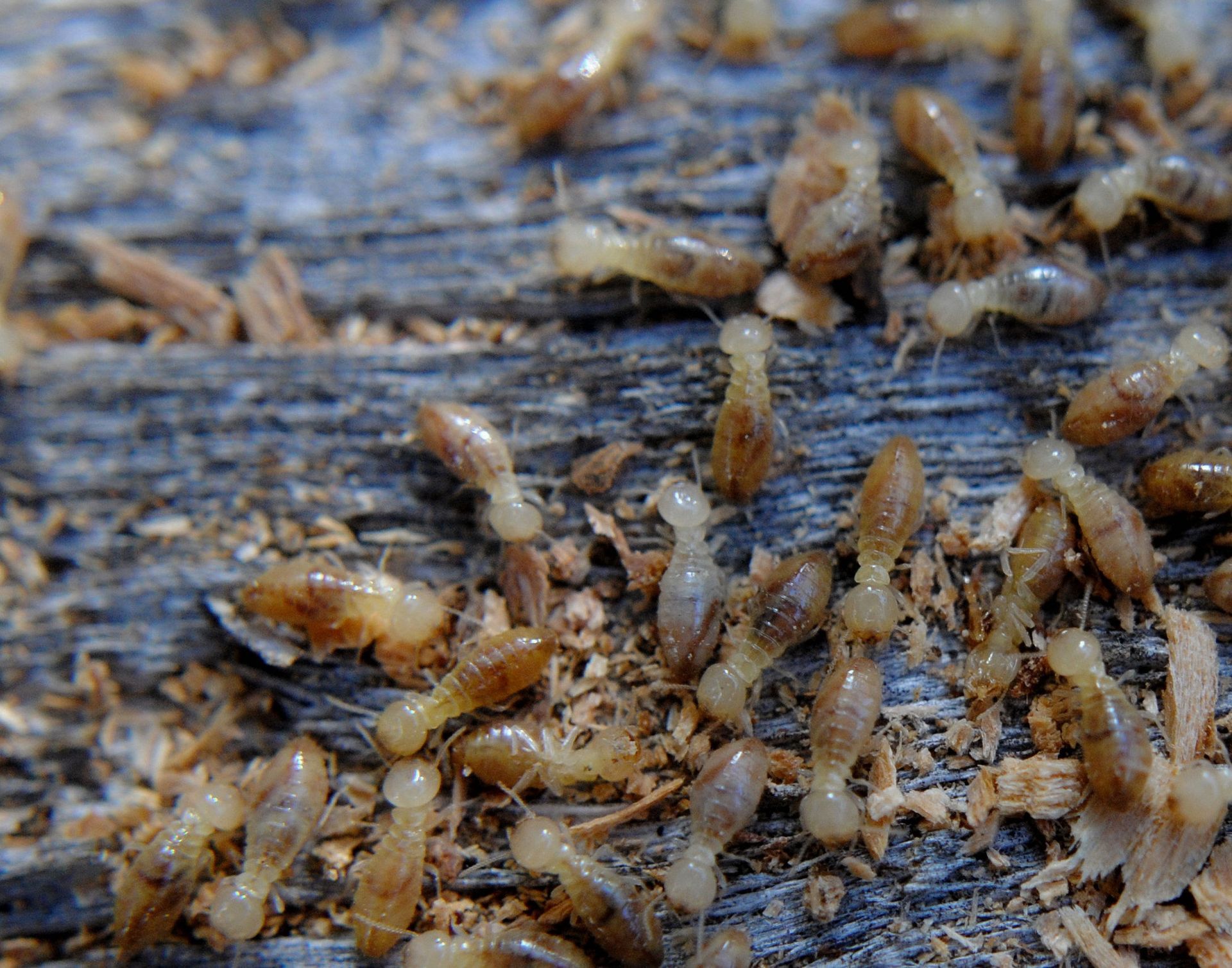 A bunch of termites are crawling on a piece of wood.