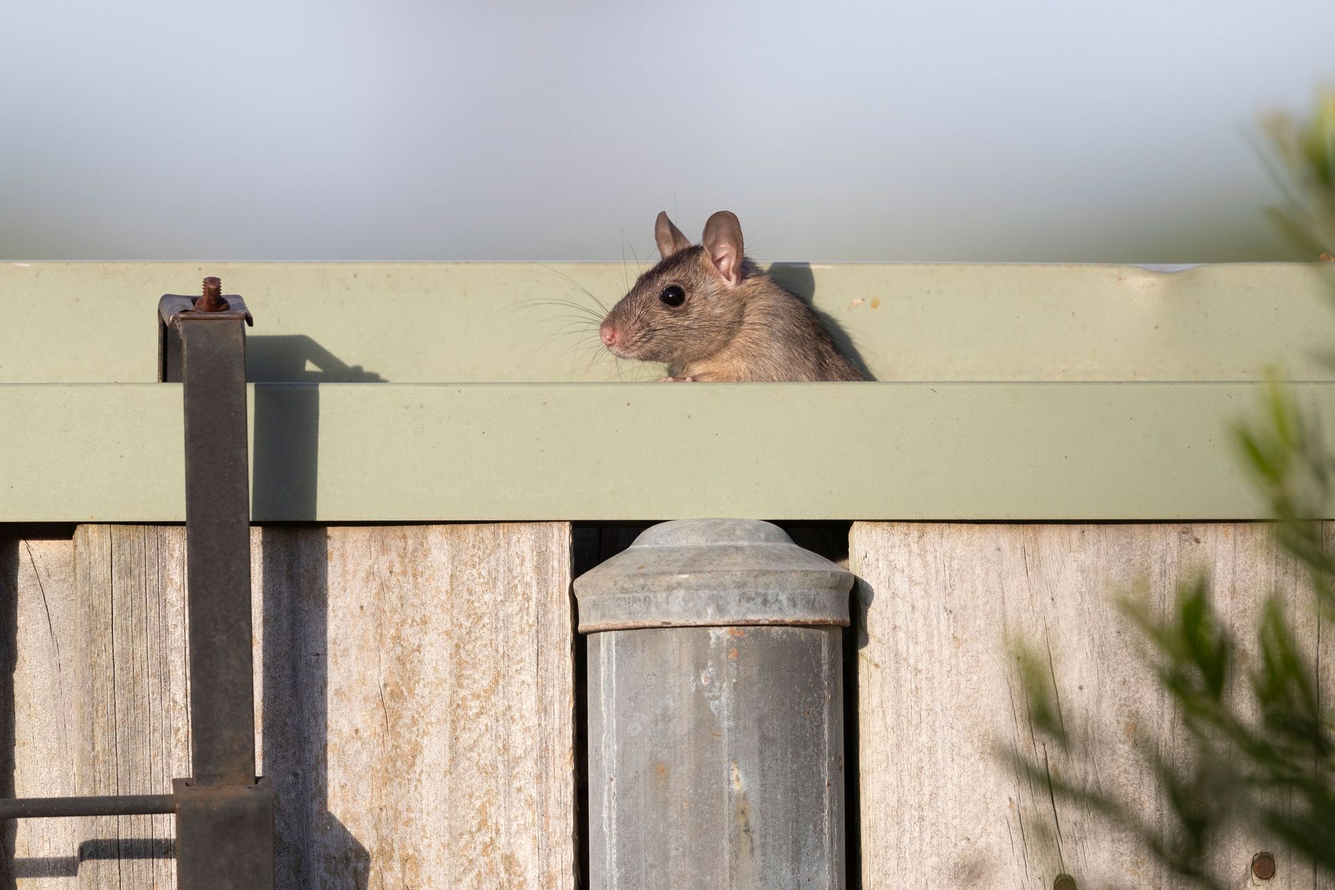 A mouse is peeking over a wooden fence