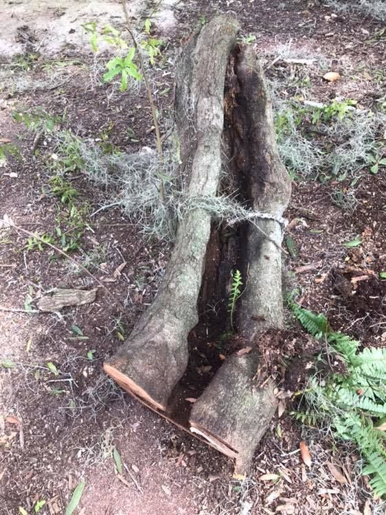 Split tree trunk lying on dirt and mossy ground in a wooded area