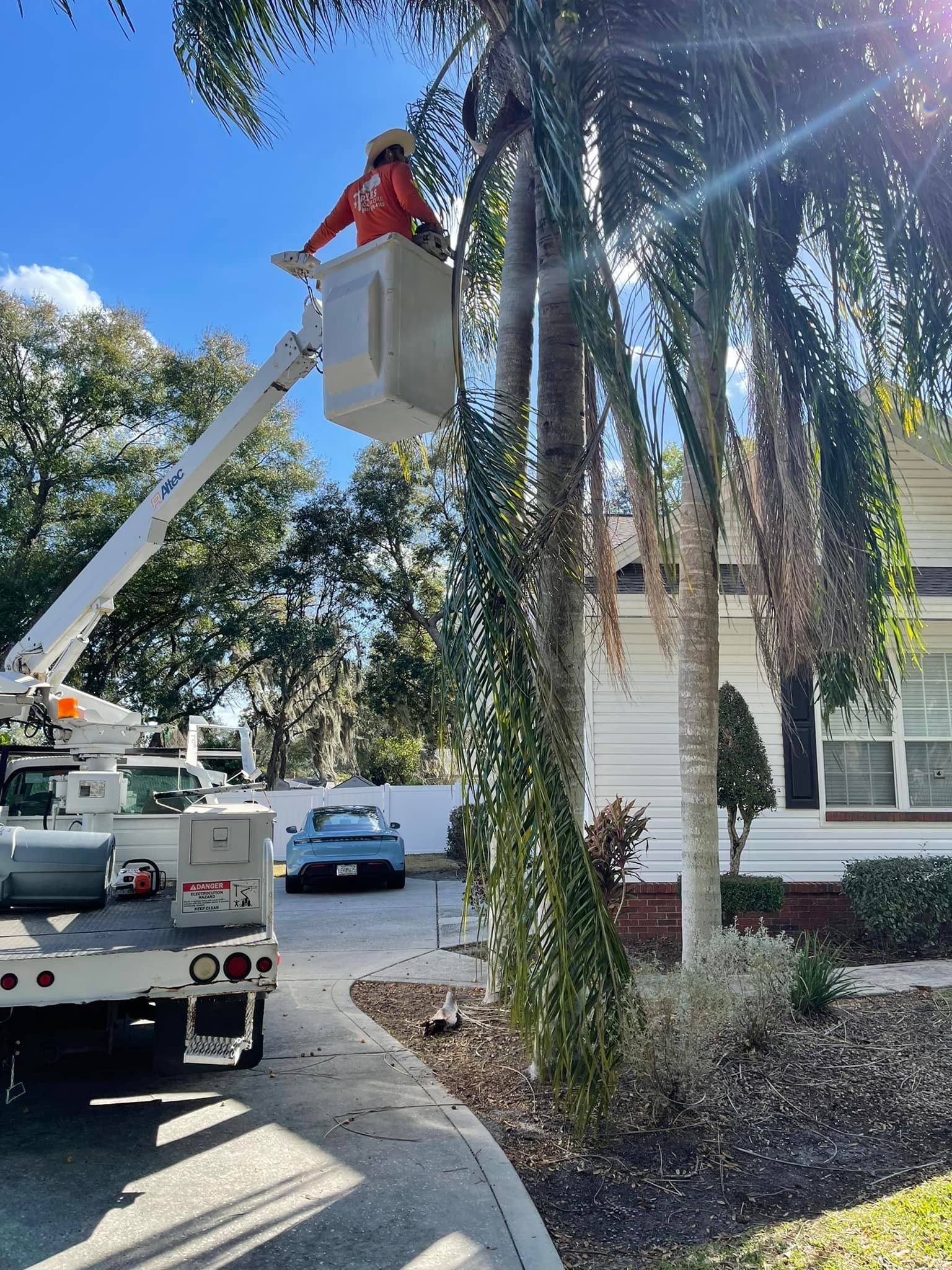 Utility worker in a bucket lift trimming a palm tree beside a house and parked truck