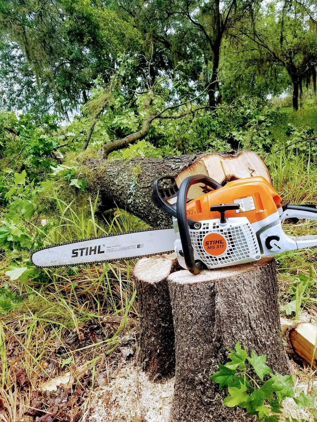 Orange STIHL chainsaw resting on a tree stump in a wooded area