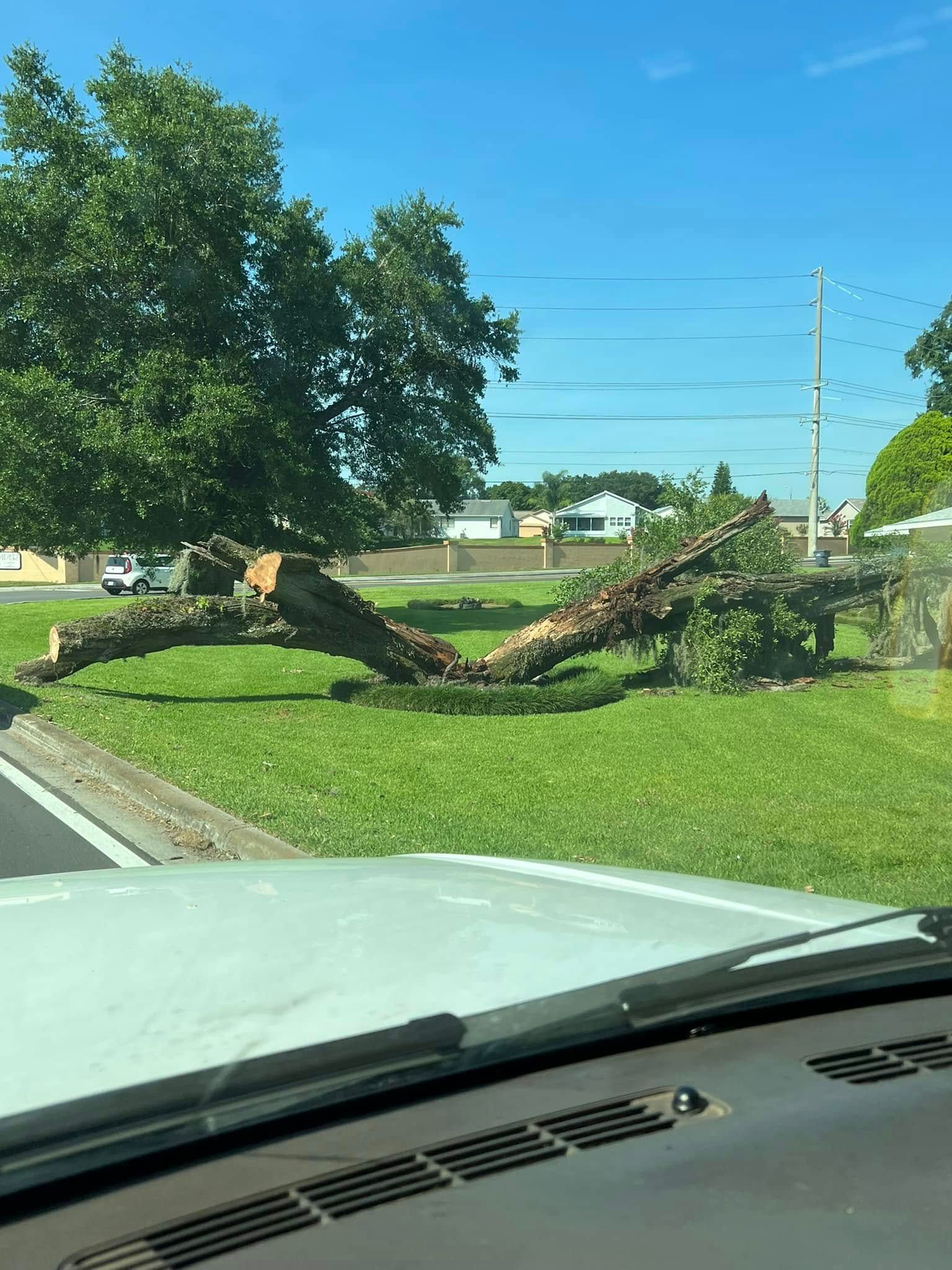 Uprooted tree lying on a grassy roadside beside a road, viewed from inside a car.