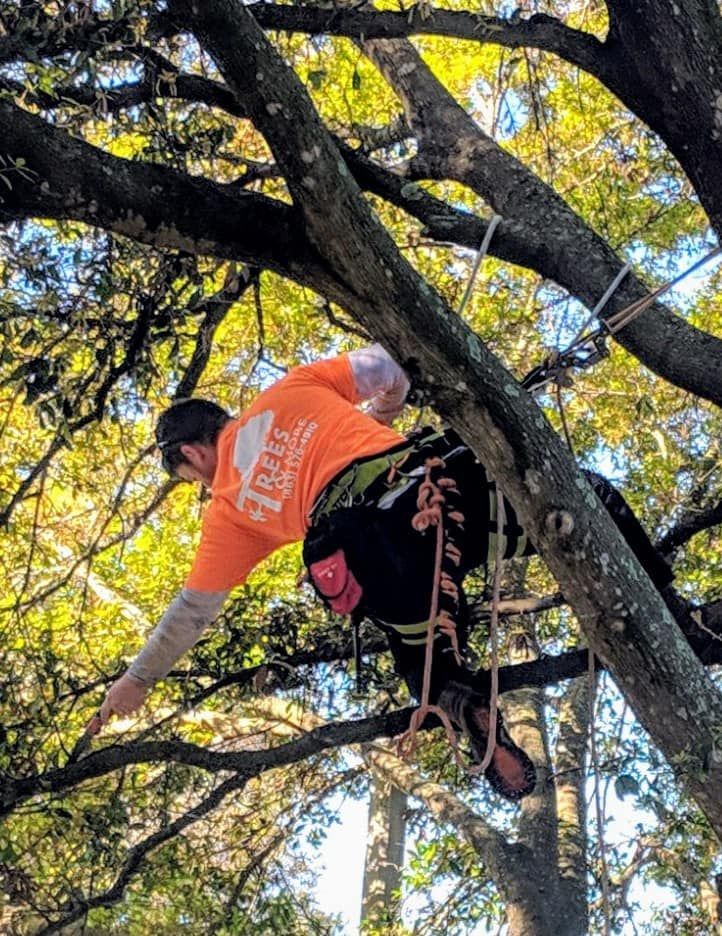 Arborist in an orange vest climbing a tree, reaching toward a branch amid bright autumn leaves.