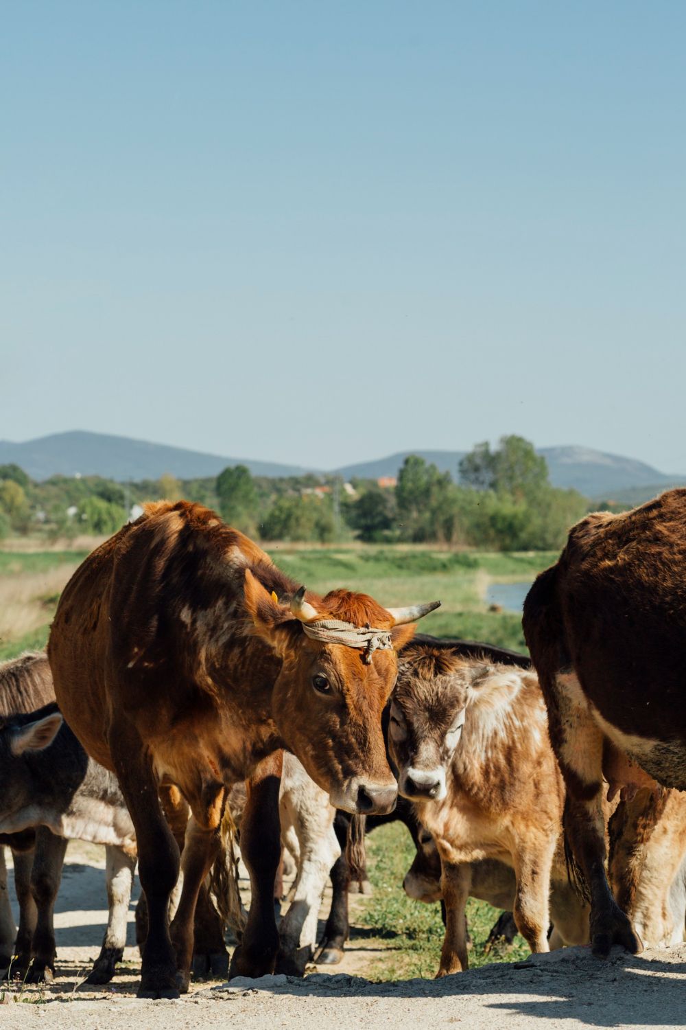 A herd of cows standing next to each other on a dirt road.