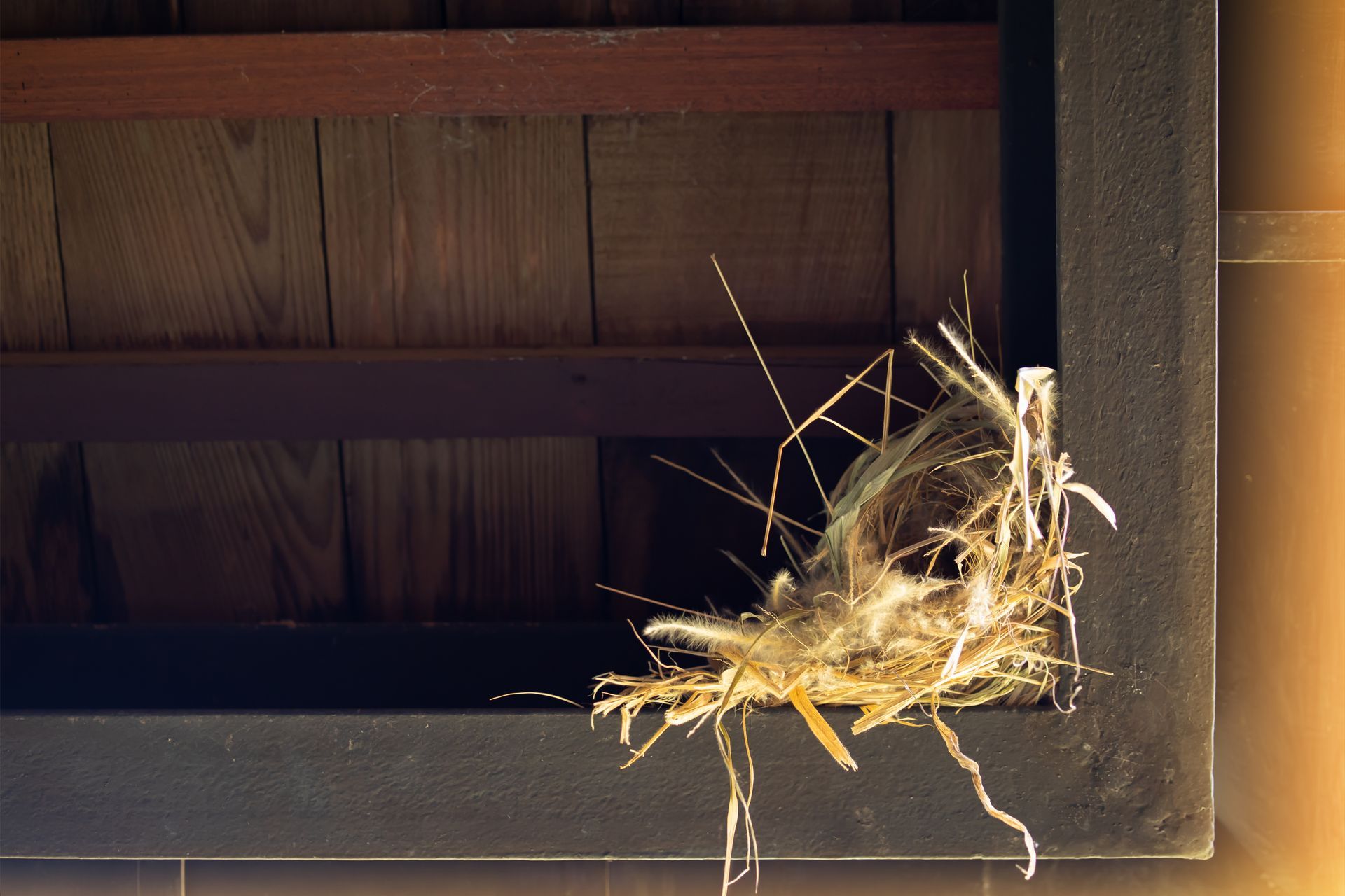 Bird's nest in a corner of a wooden structure with brown and tan materials.