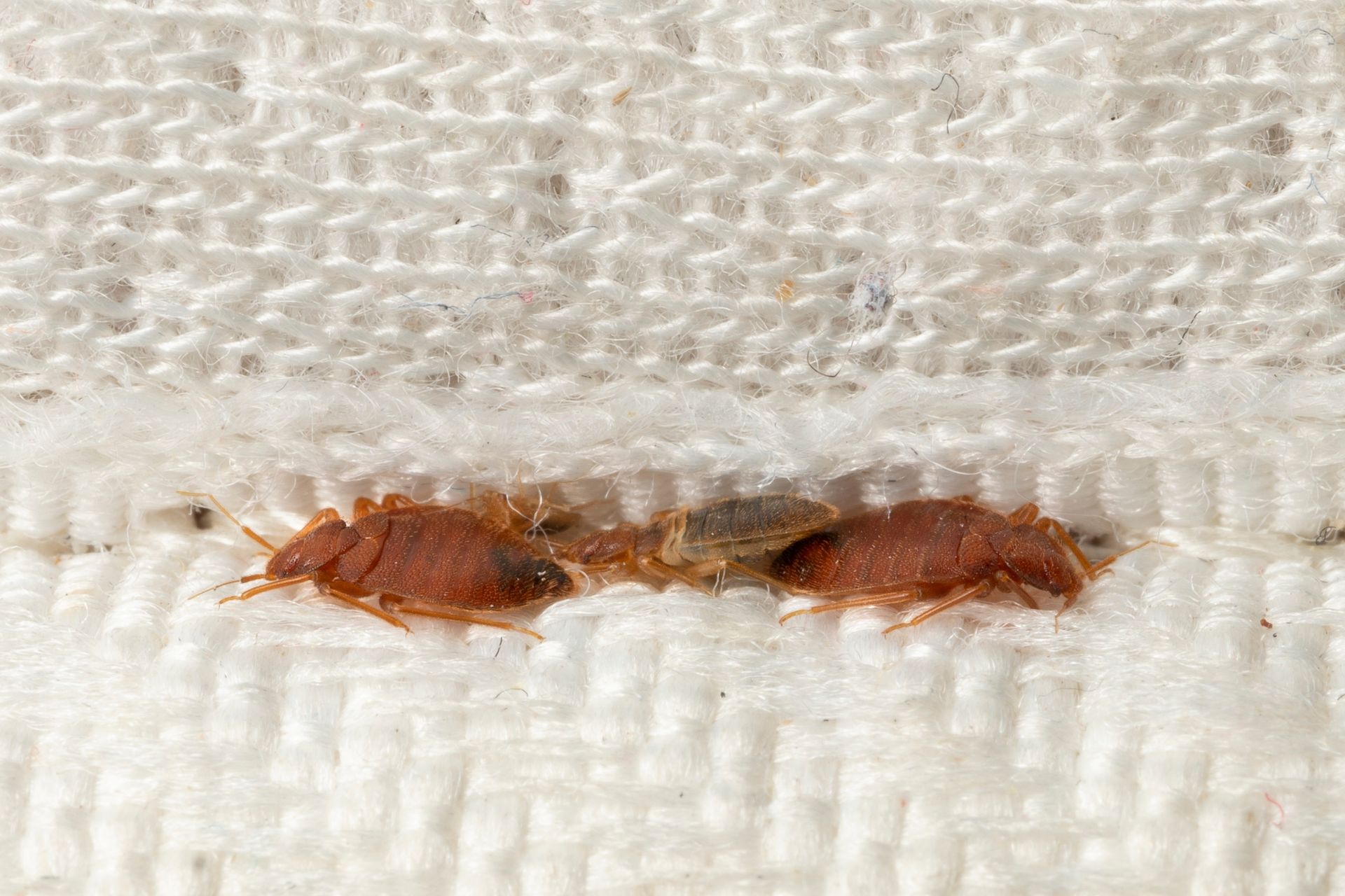 Bed bugs on white fabric. Brown bugs clustered in a crevice.