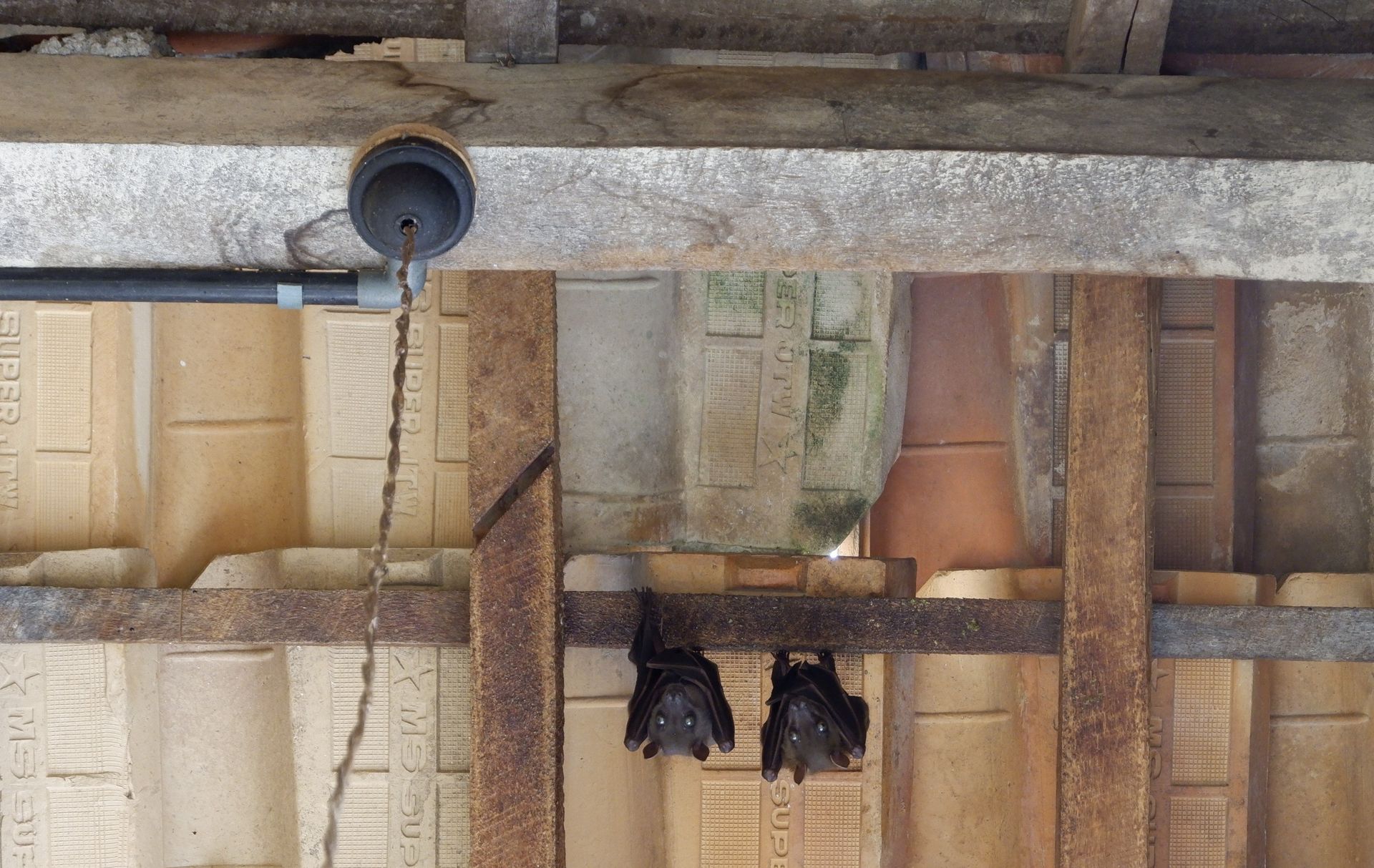 Two bats hanging upside down under a roof with tiles and wooden beams.
