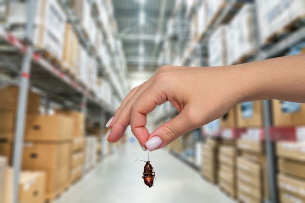 Hand holding a cockroach against a blurred warehouse background.