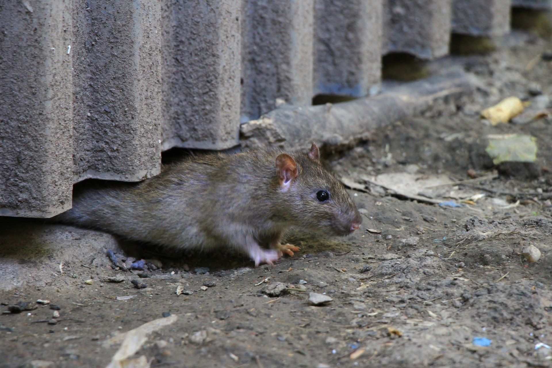 Rat emerging from under corrugated gray material in a dirty outdoor setting.