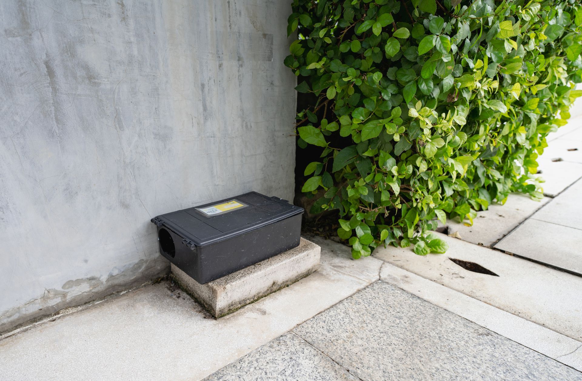 Black pest control box on a concrete block, next to a wall and green bush.