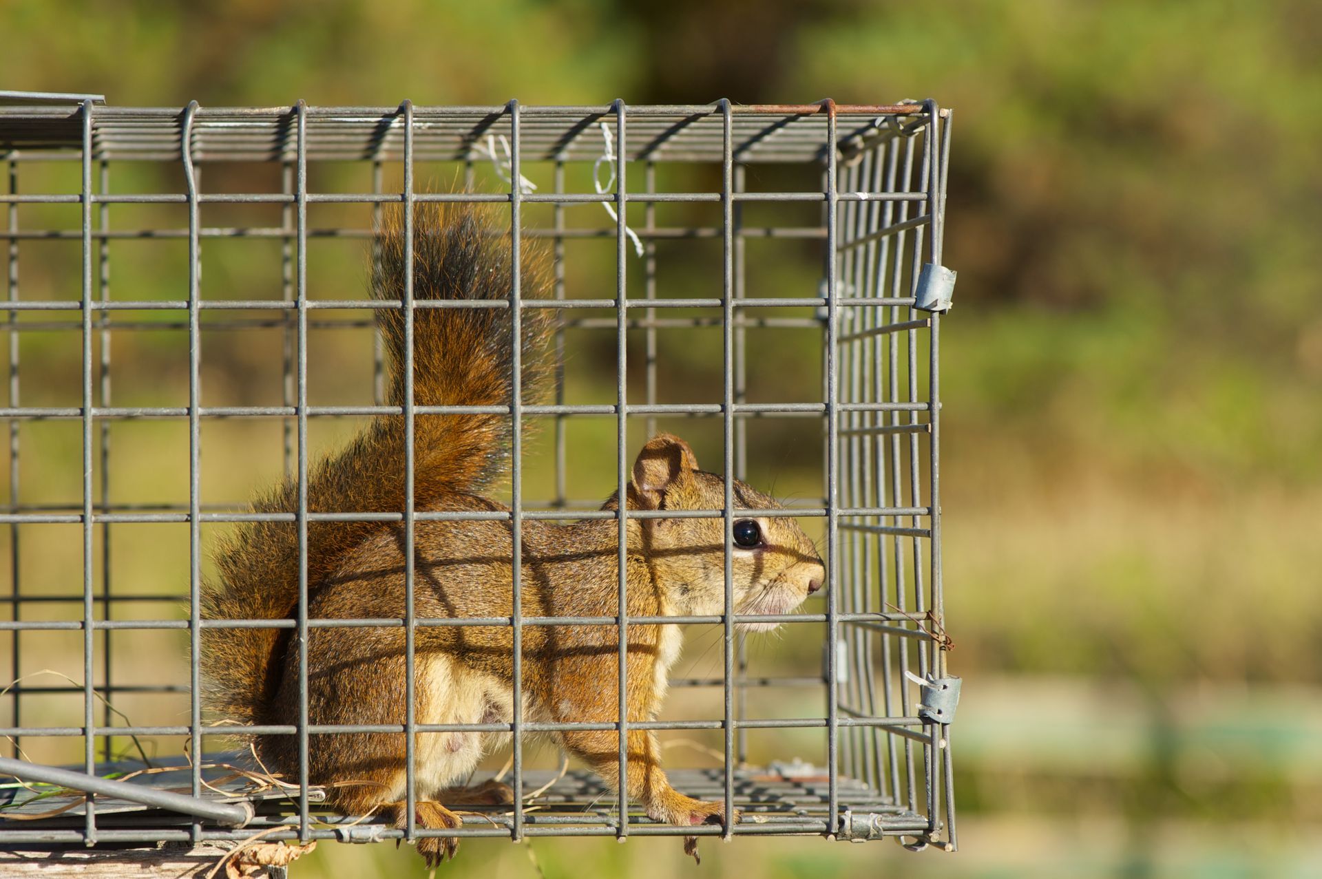 Squirrel trapped inside a metal cage, looking out. Sunny outdoor setting.