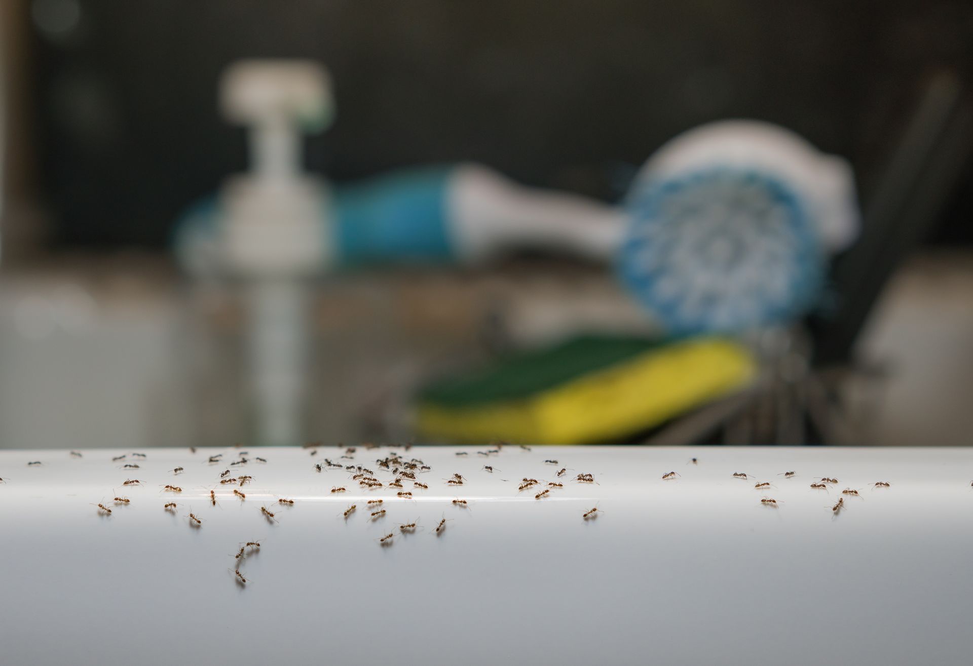 Ants crawling on the edge of a white sink, cleaning supplies blurred in the background.