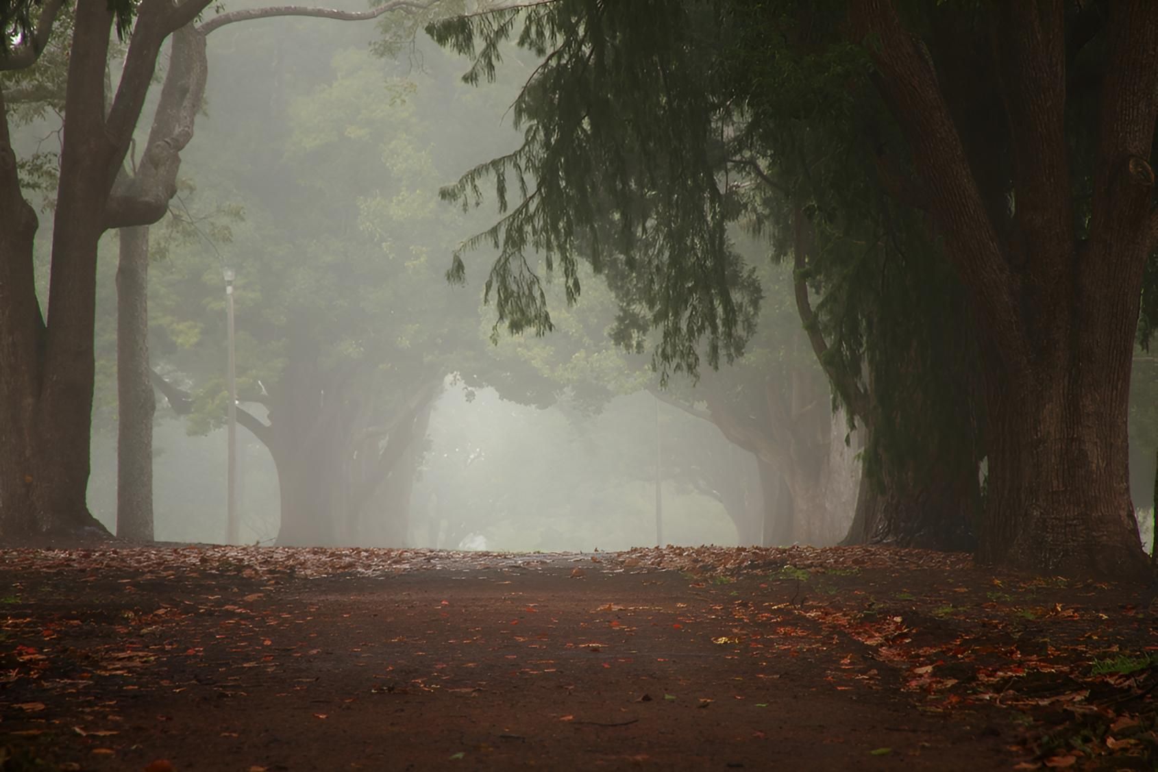 A Foggy Forest With Trees and Leaves on the Ground — Shaving Sharp Knives And Tools in Toowoomba, QLD 4350