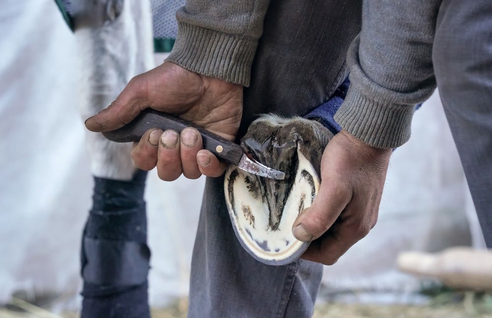 A Man is Cutting a Horse's Hoof With a Farrier Knife — Shaving Sharp Knives And Tools in Toowoomba, QLD