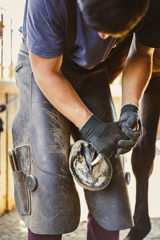 A Man is Shoeing a Horse's Hoof in a Stable — Shaving Sharp Knives And Tools in Gatton, QLD