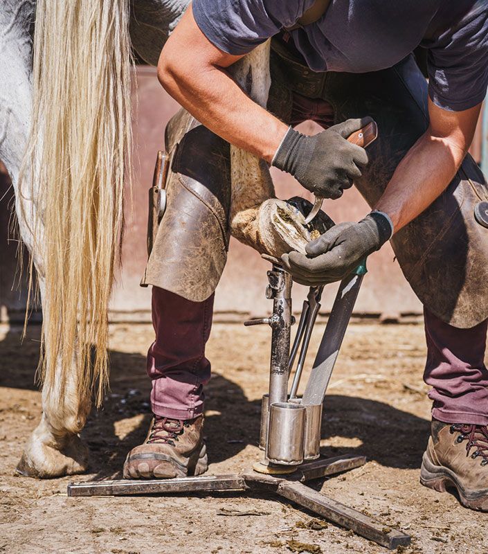 A Man is Putting a Shoe on a Horse's Hoof — Shaving Sharp Knives And Tools in Stanthorpe, QLD