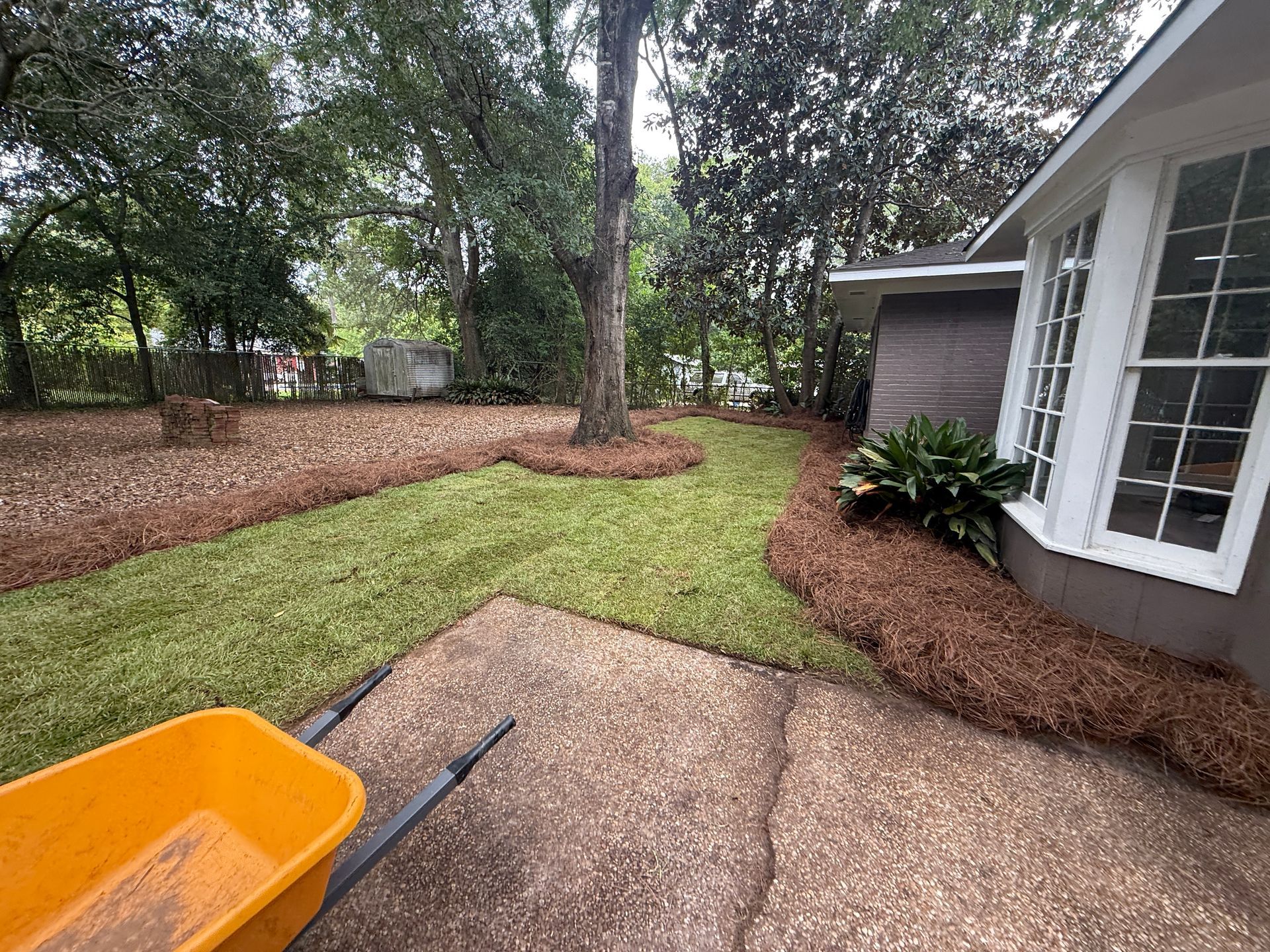 Freshly laid sod alongside a walkway and house, with pine straw mulch.