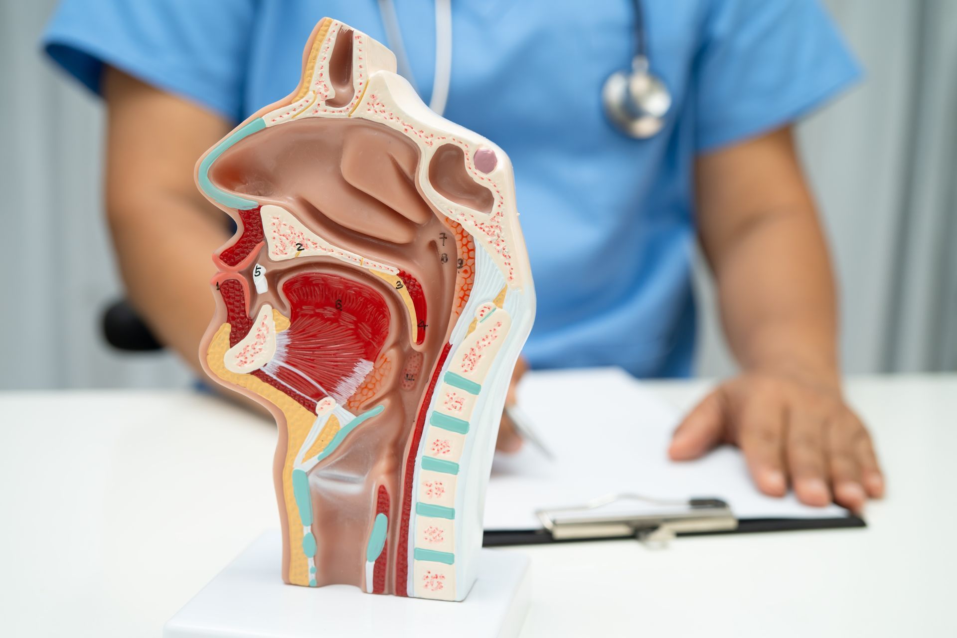 A medical professional sits at a desk with a cross-section model of the human head and neck anatomy.