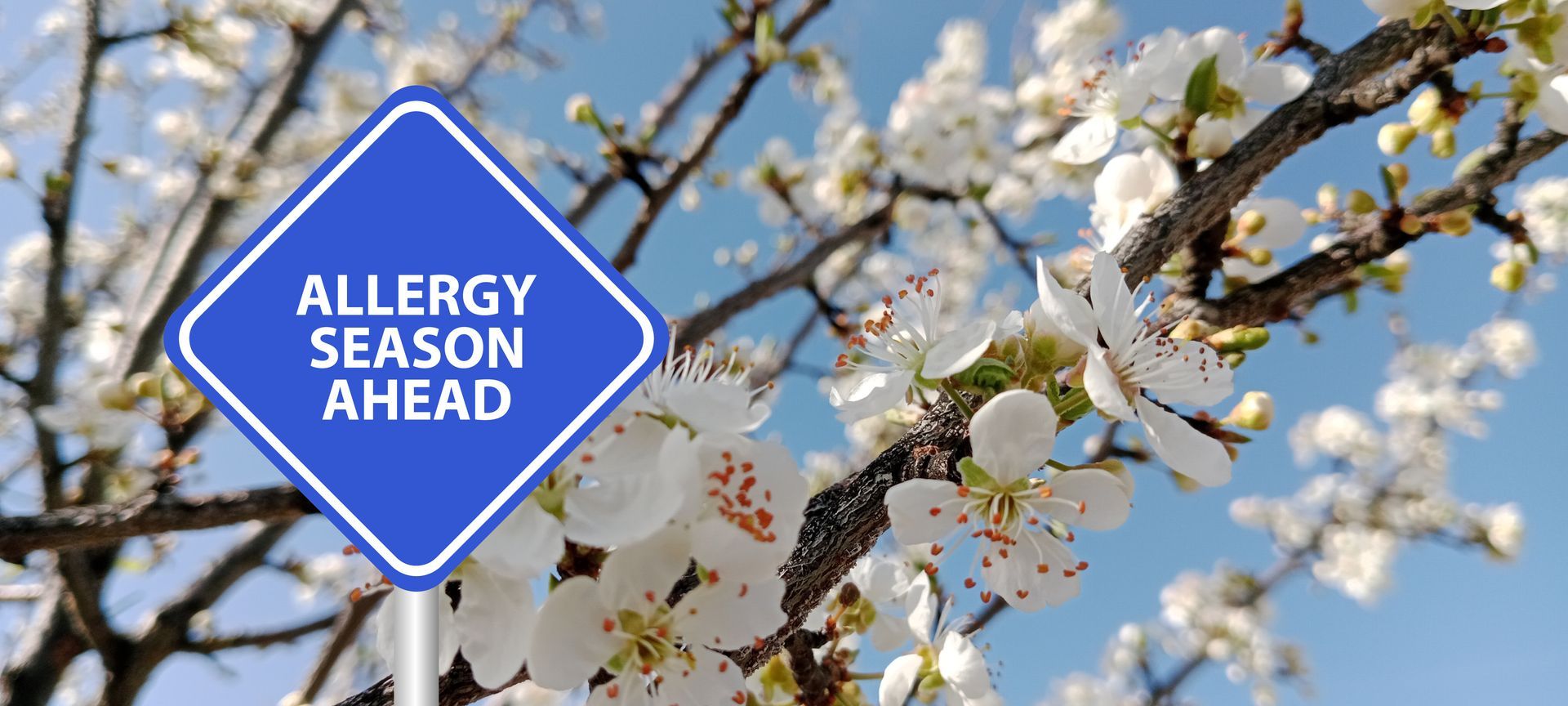 Blue sign reading “ALLERGY SEASON AHEAD” among blooming tree branches