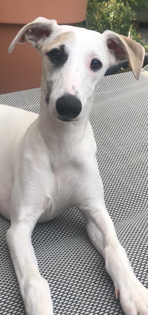 Whippet, Hunde kinesiologisch testen, Tier-Kinesiologie, Kinesiologie für Tiere, kinesiologisches Fragenstellen, energetische Kinesiologie