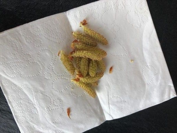 Kiefernblüten mit gelbem Pollenstaub Kieferpollen, Testsatz Kieferpollen selbst herstellen, kinesiologischer Muskeltest bei Pollenallergie, Kieferpollenampulle, Kieferpollenallergie, Biophotonen bei Kieferpollenallergie, Biophotonentherapie bei Pollenallergie