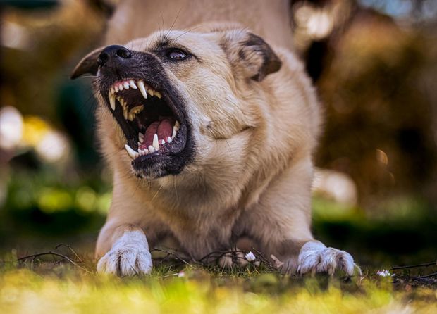 Aggressive tan dog snarling with mouth open on grass outdoors