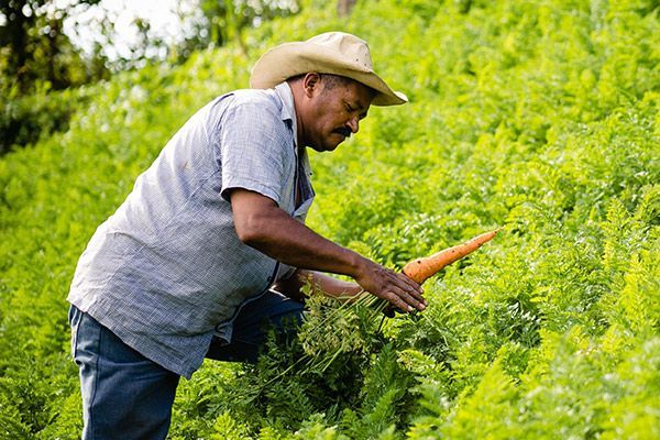 Farmer harvesting carrots in a field, wearing a hat and light blue shirt.