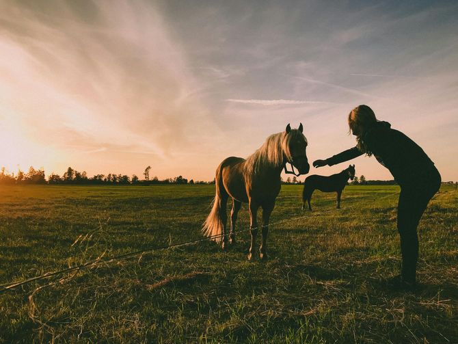 A woman is feeding two horses in a field at sunset.