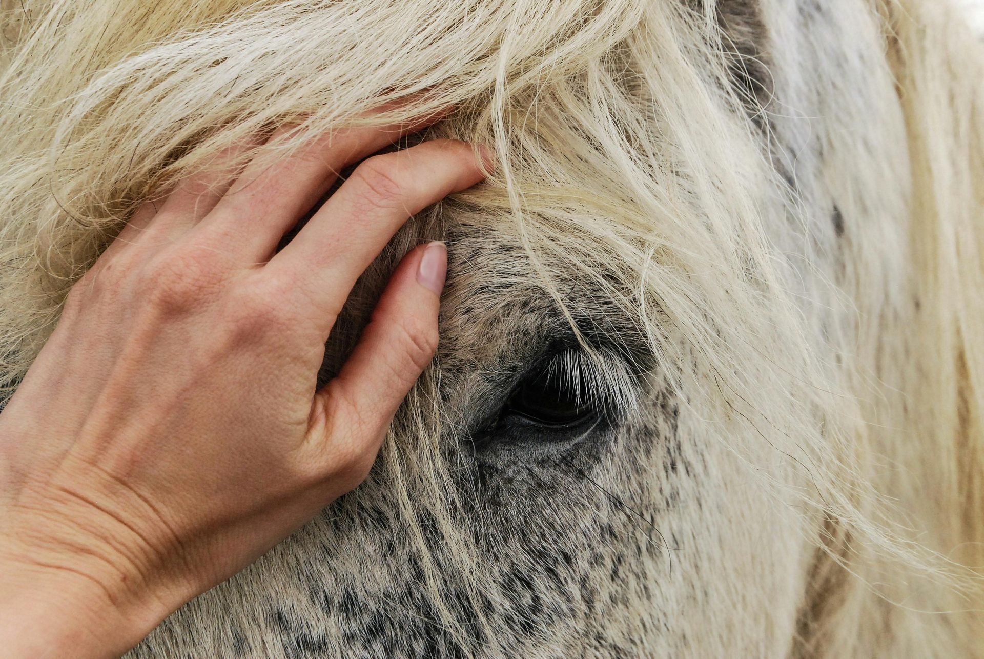 A person is petting a horse 's face with their hand.