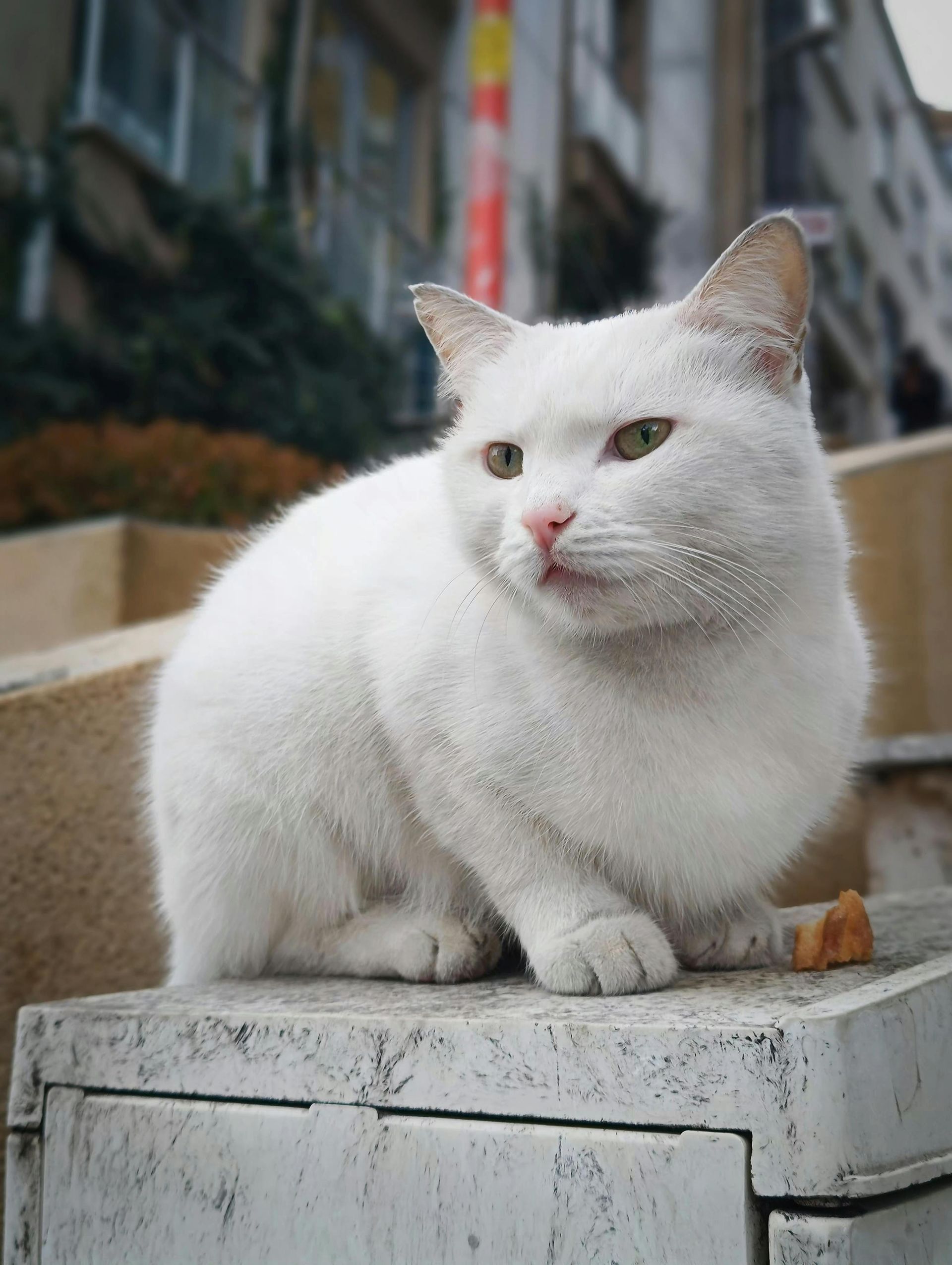 A white cat is sitting on top of a white box
