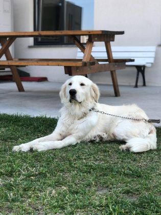 A white dog is laying in the grass in front of a picnic table.