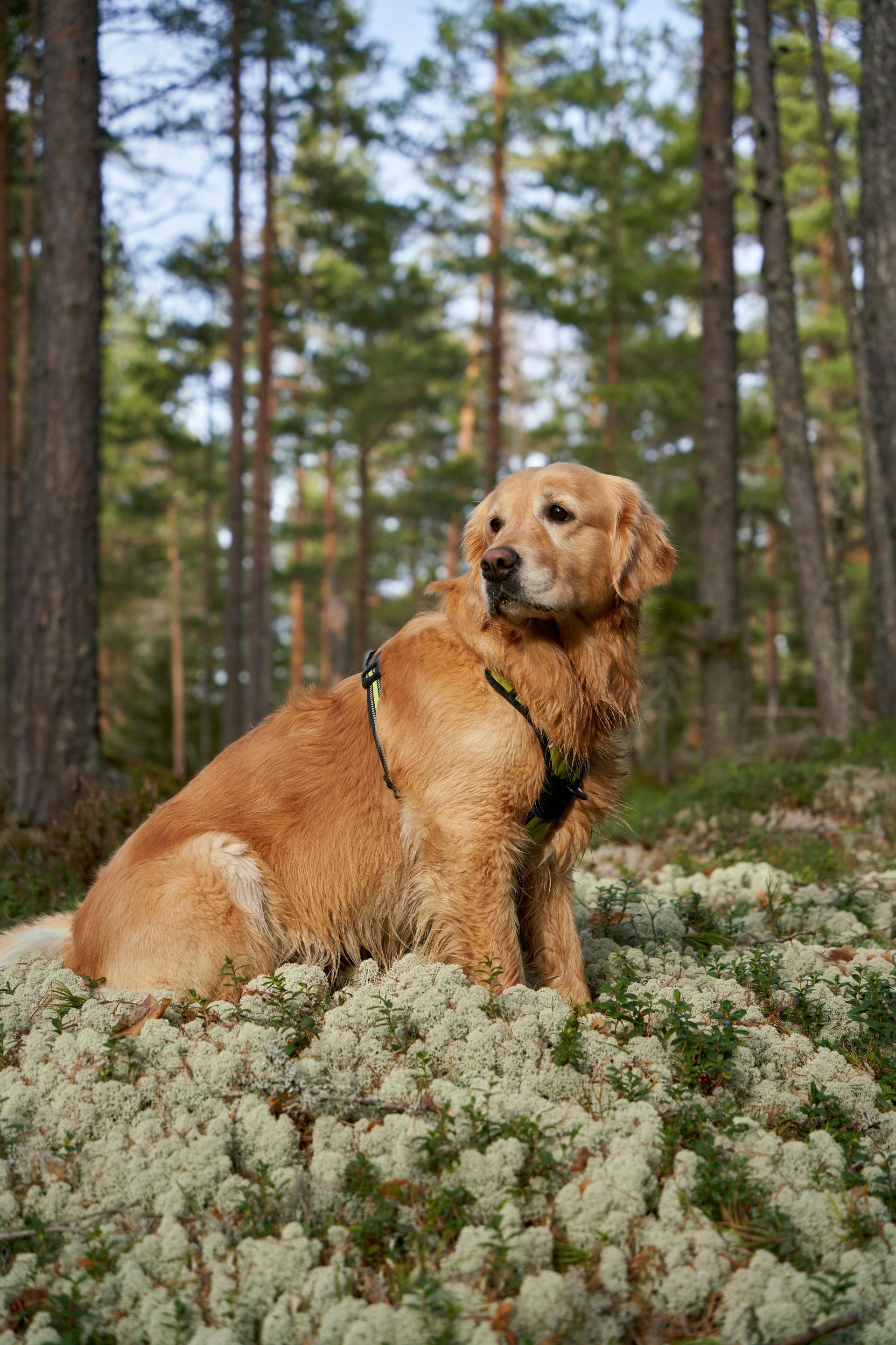 A dog is sitting on top of a pile of moss in the woods.
