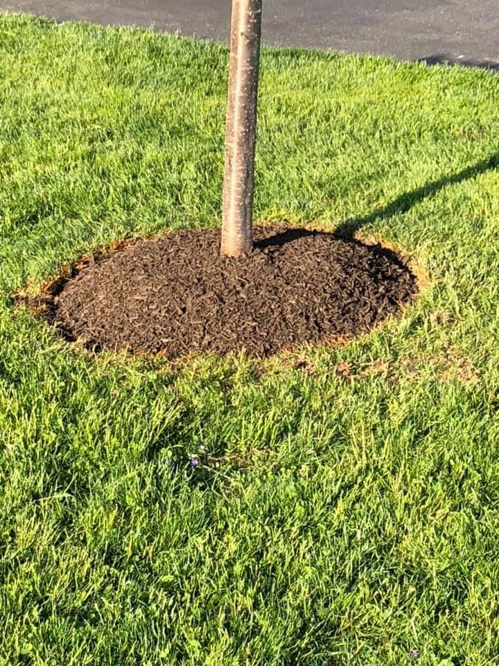 A tree is sitting in the middle of a lush green lawn.