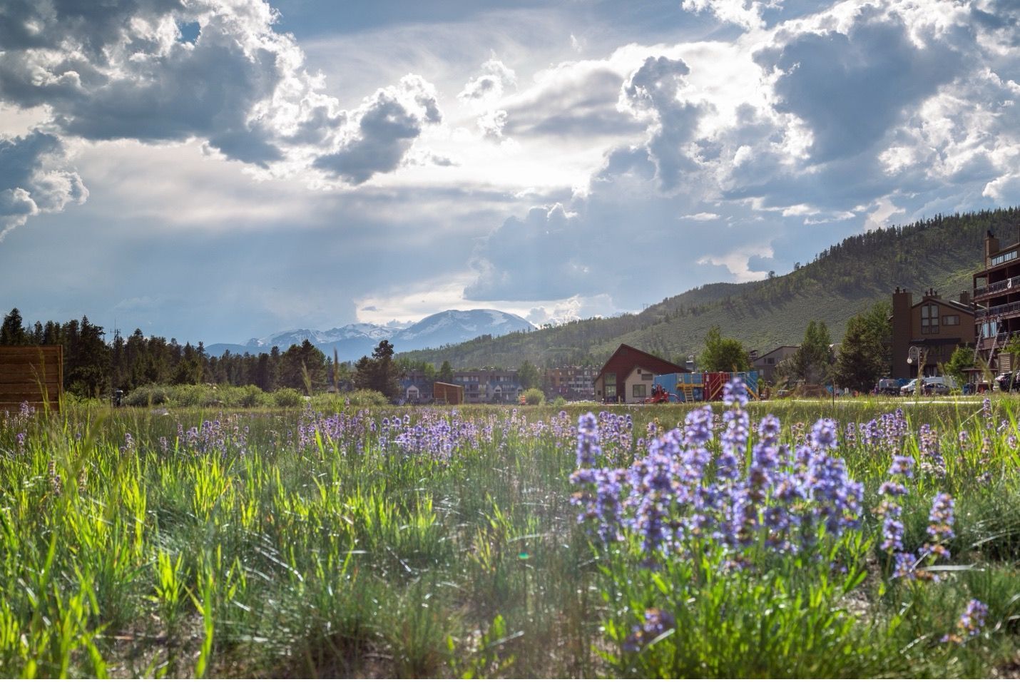 Beautiful mountain field with purple flowers in the foreground and forest and vast blue sky.