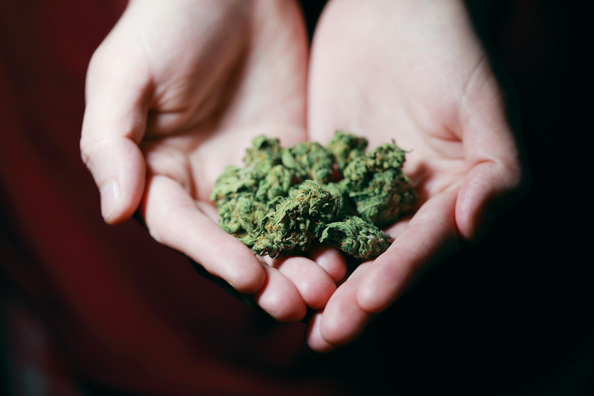 Closeup of two hands outstretched holding marijuana buds.