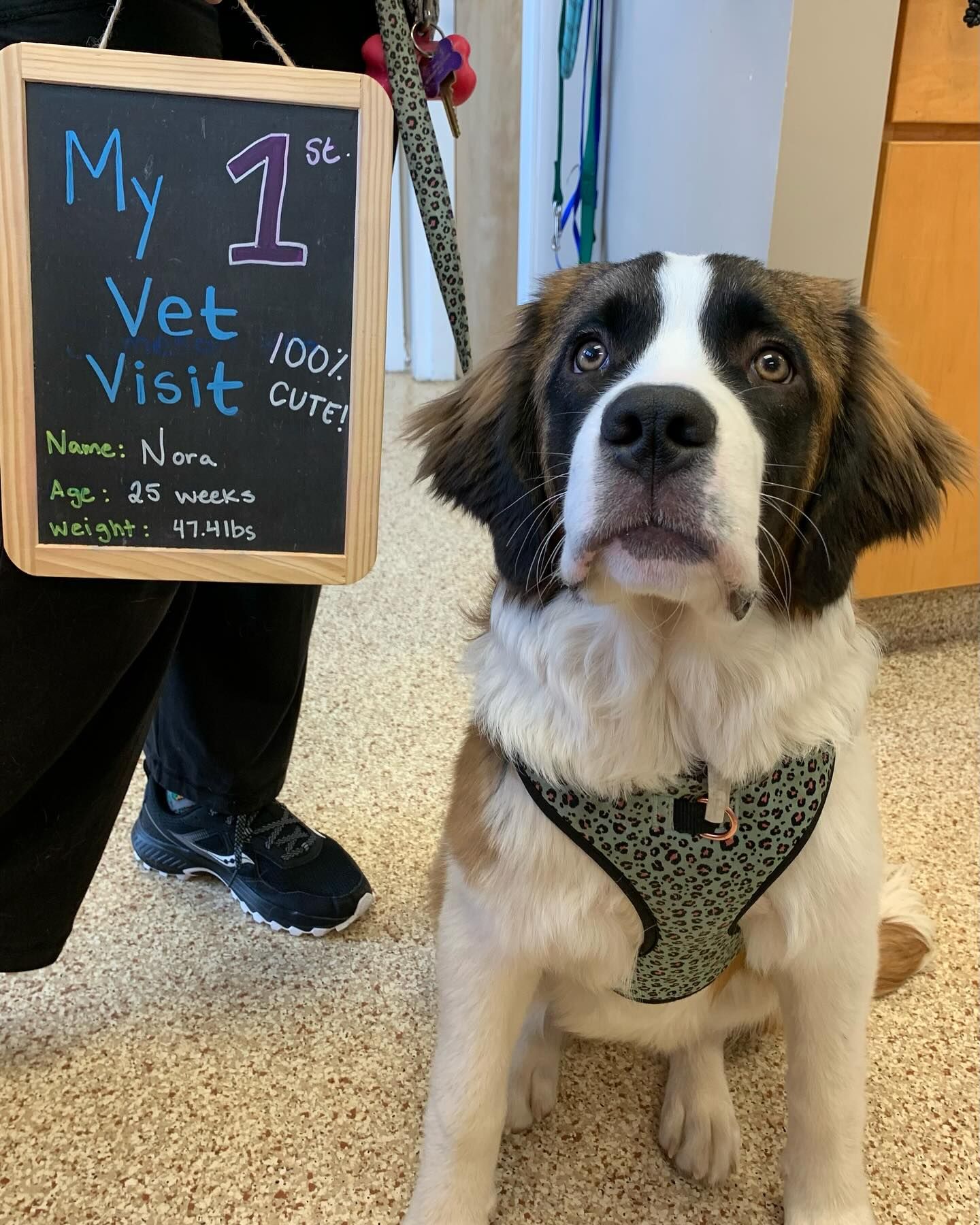 Saint Bernard puppy with a sign for its first vet visit.