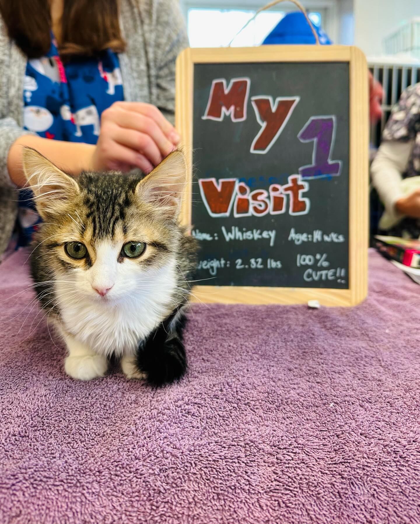 Kitten named Whiskey sits next to a chalkboard sign that reads 