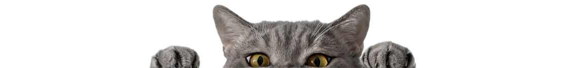 Gray tabby cat peeking over the top, with paws visible, against a white background.