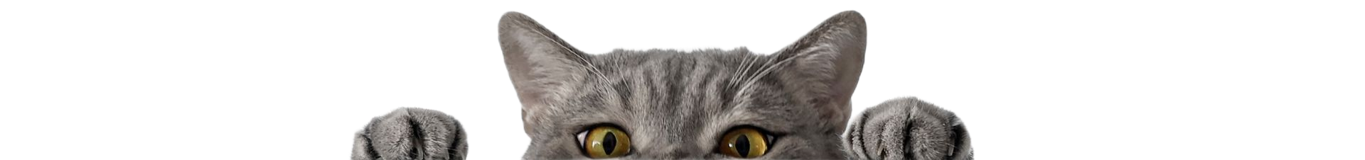Gray tabby cat peeking over the top, with paws visible, against a white background.
