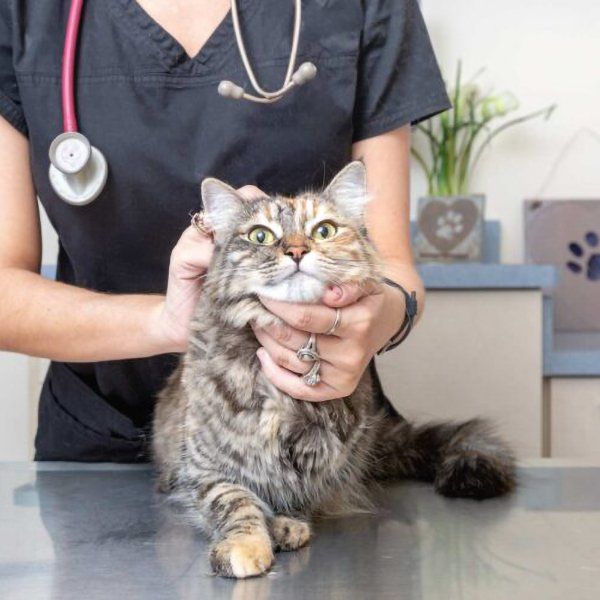 American Veterinary  Case Study - Integrate Agency Integrated Digital Campaign