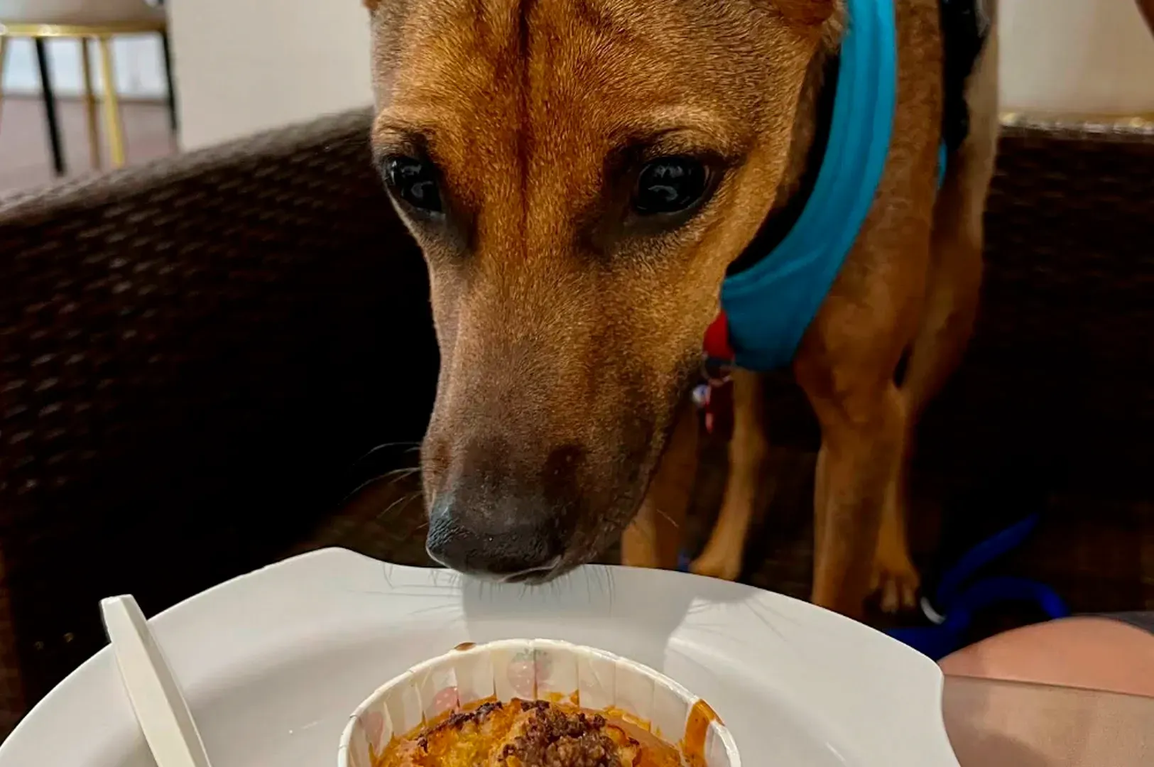 A close-up, slightly high-angle shot of a brown, short-haired dog wearing a bright blue harness. The dog is leaning in with intense focus, its large dark eyes fixed on a small, round treat served in a white paper cupcake liner on a white ceramic plate. The treat appears to be a baked 