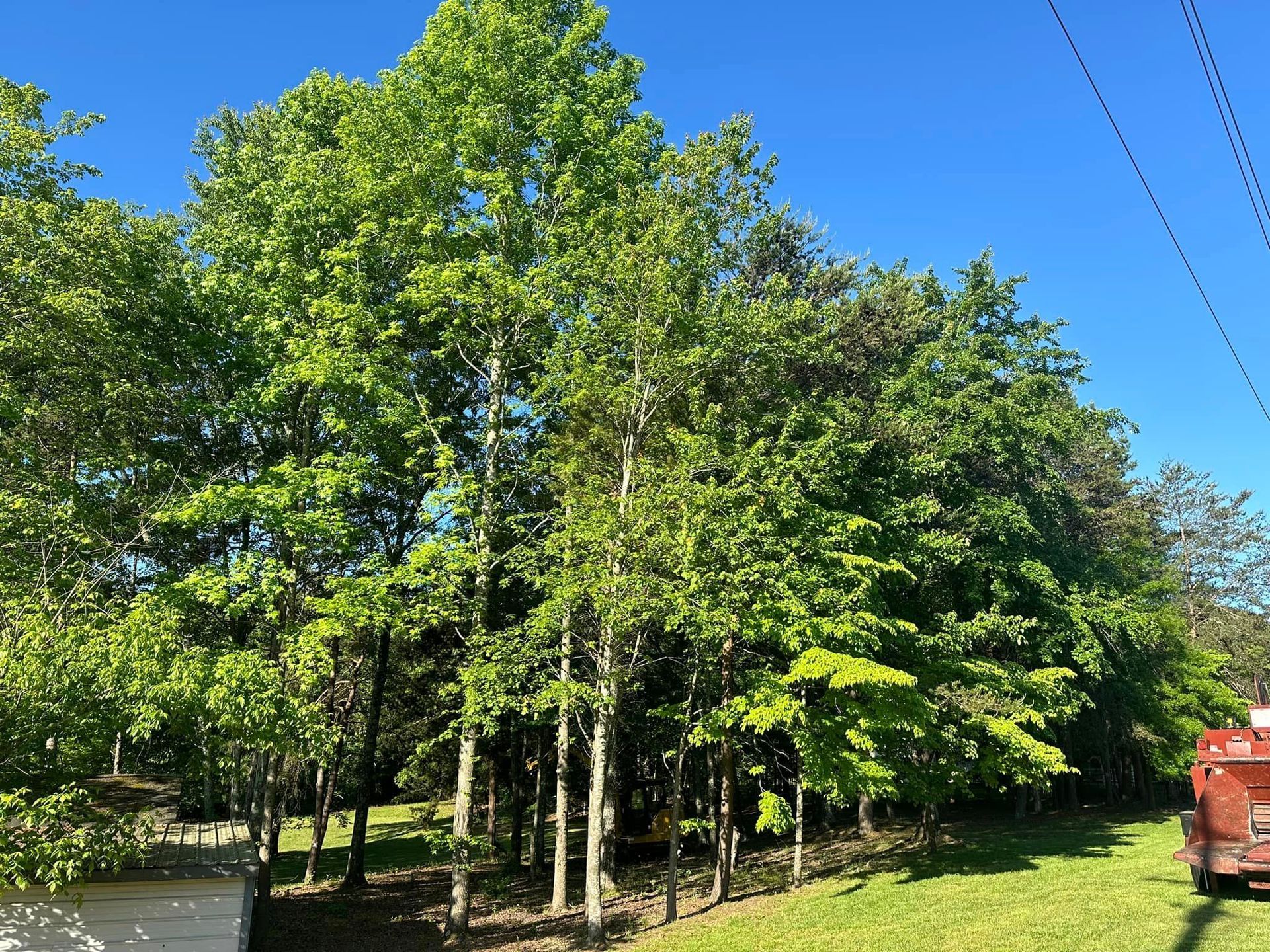 A red truck is parked in front of a lush green forest.