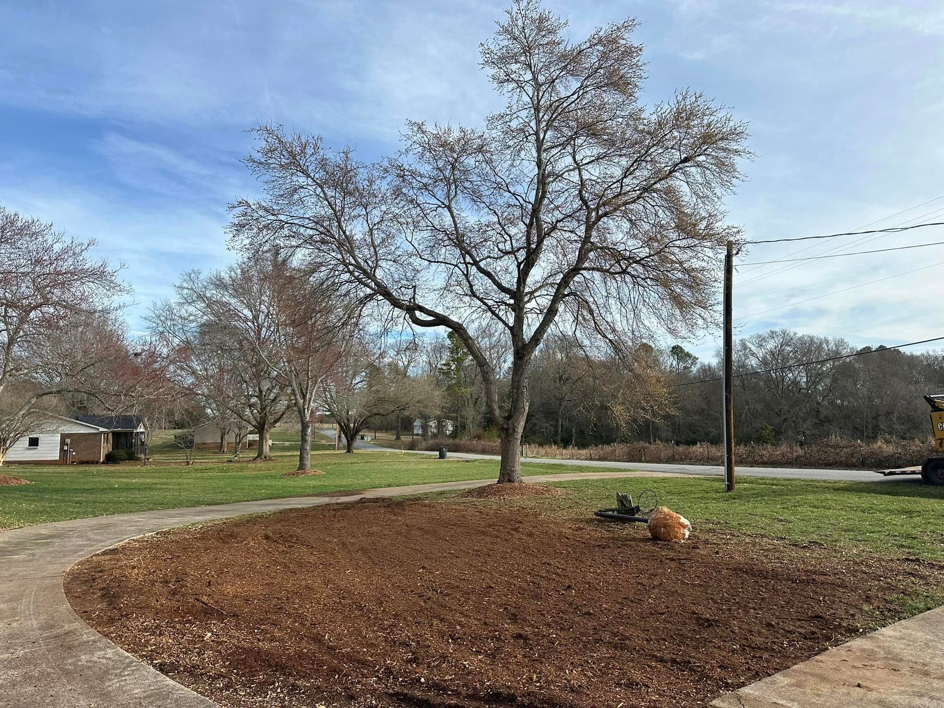 A large tree is sitting in the middle of a lush green field.