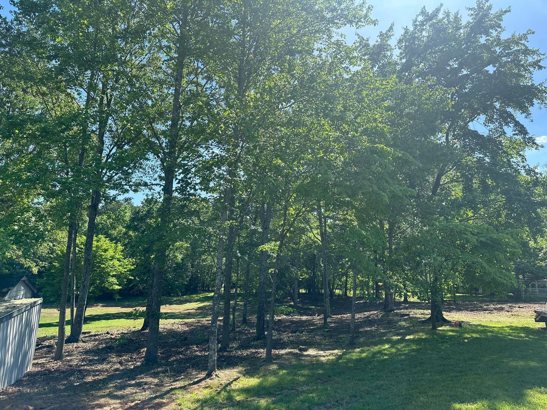 A row of trees in a field with a blue sky in the background