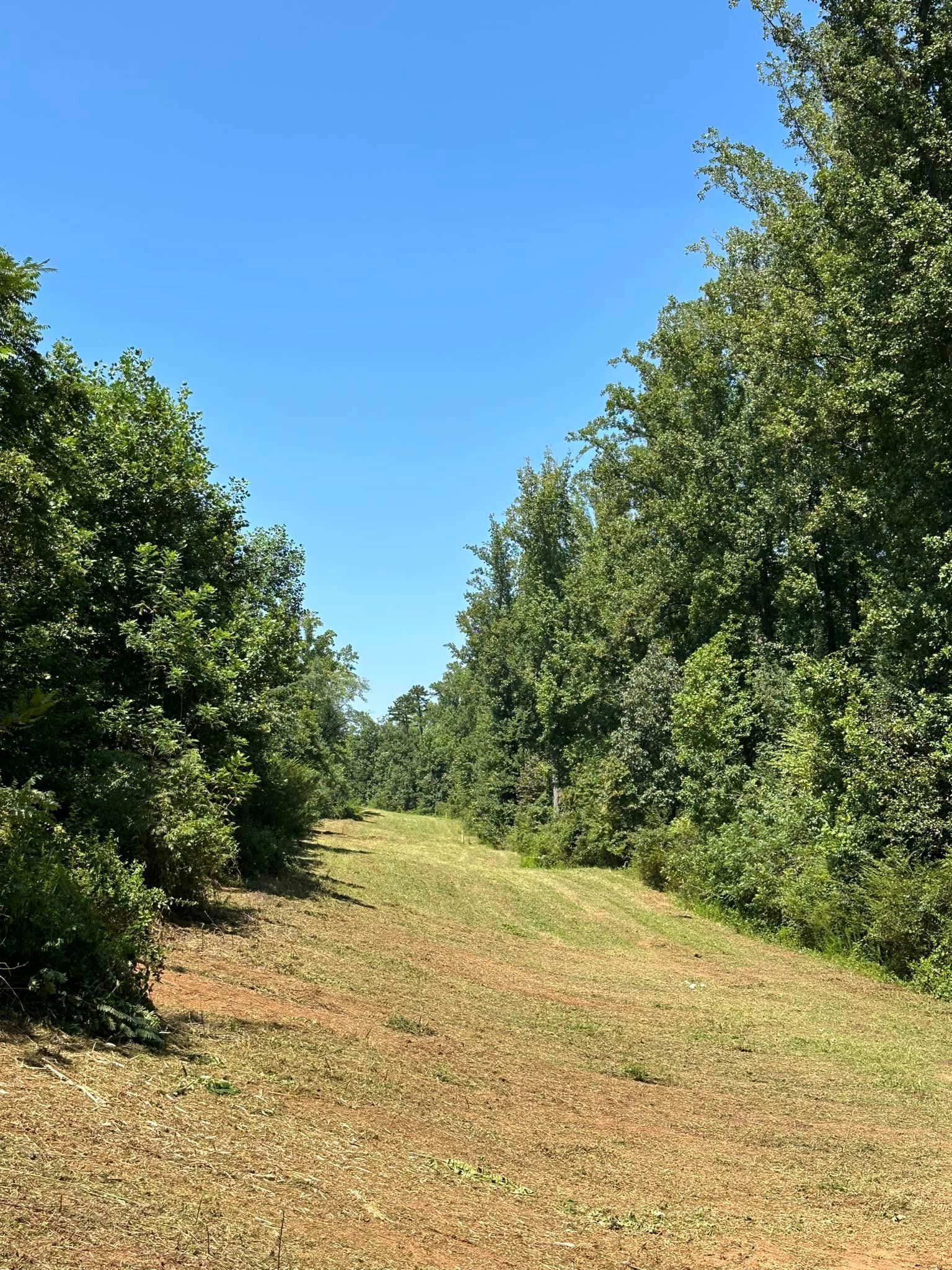 A row of trees in a field with a blue sky in the background.